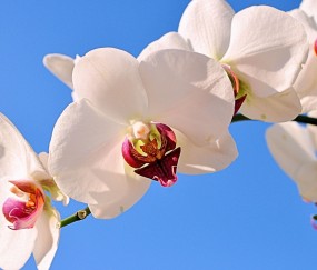 排卵期总出血（排卵期总出血怎么调理呢）